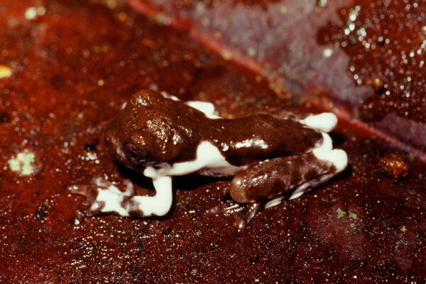 frog camouflage