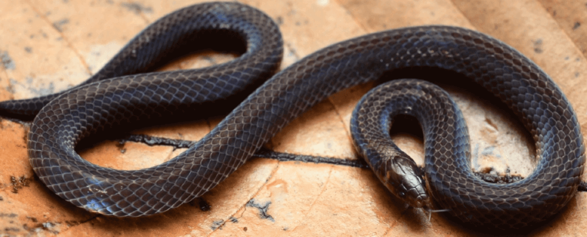dwarf reed snake