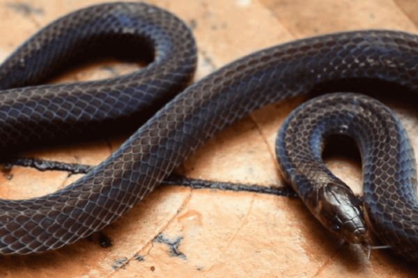 dwarf reed snake