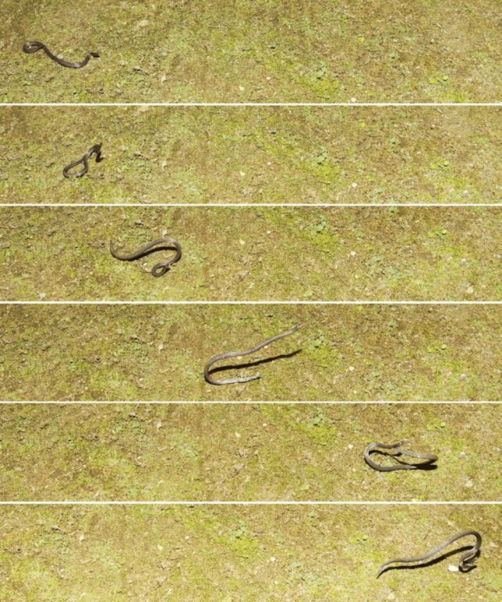 snake doing a cartwheel