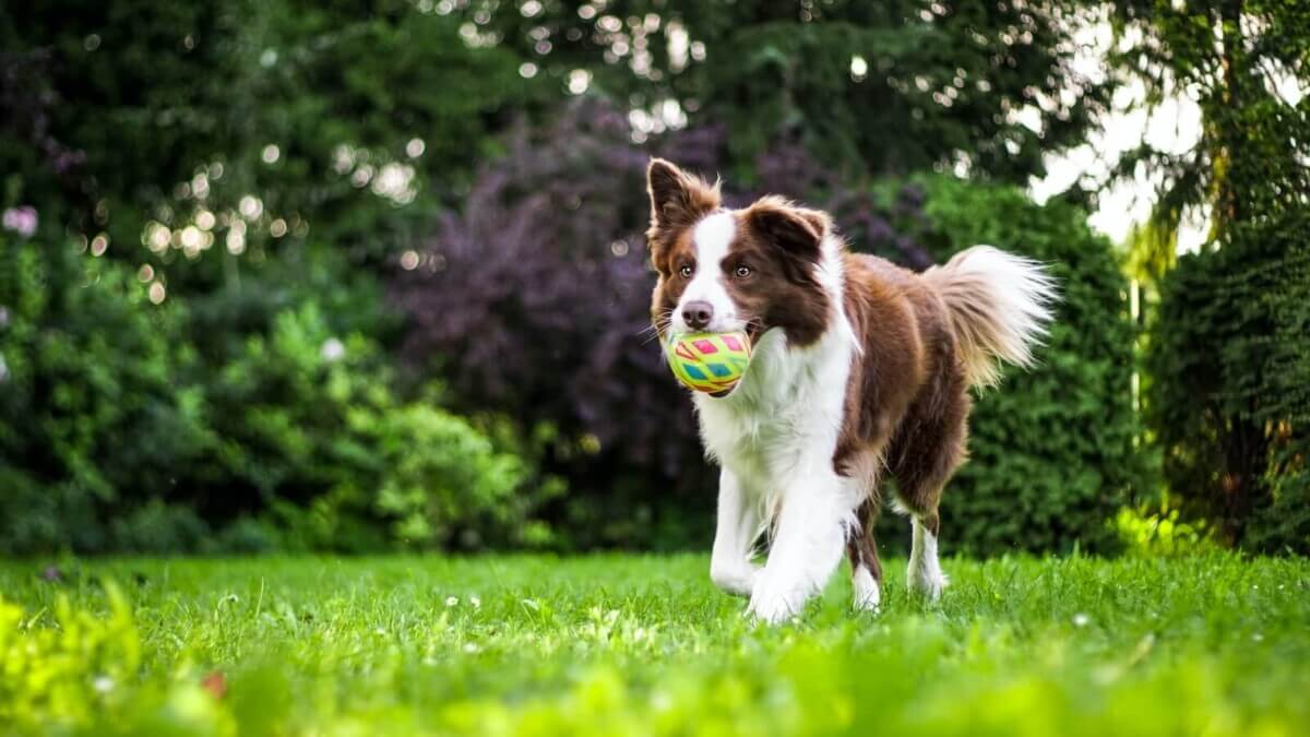 A dog playing fetch outside