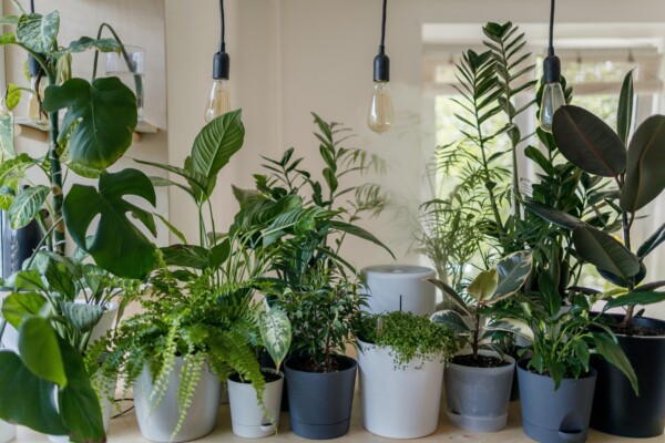several house plants in a row