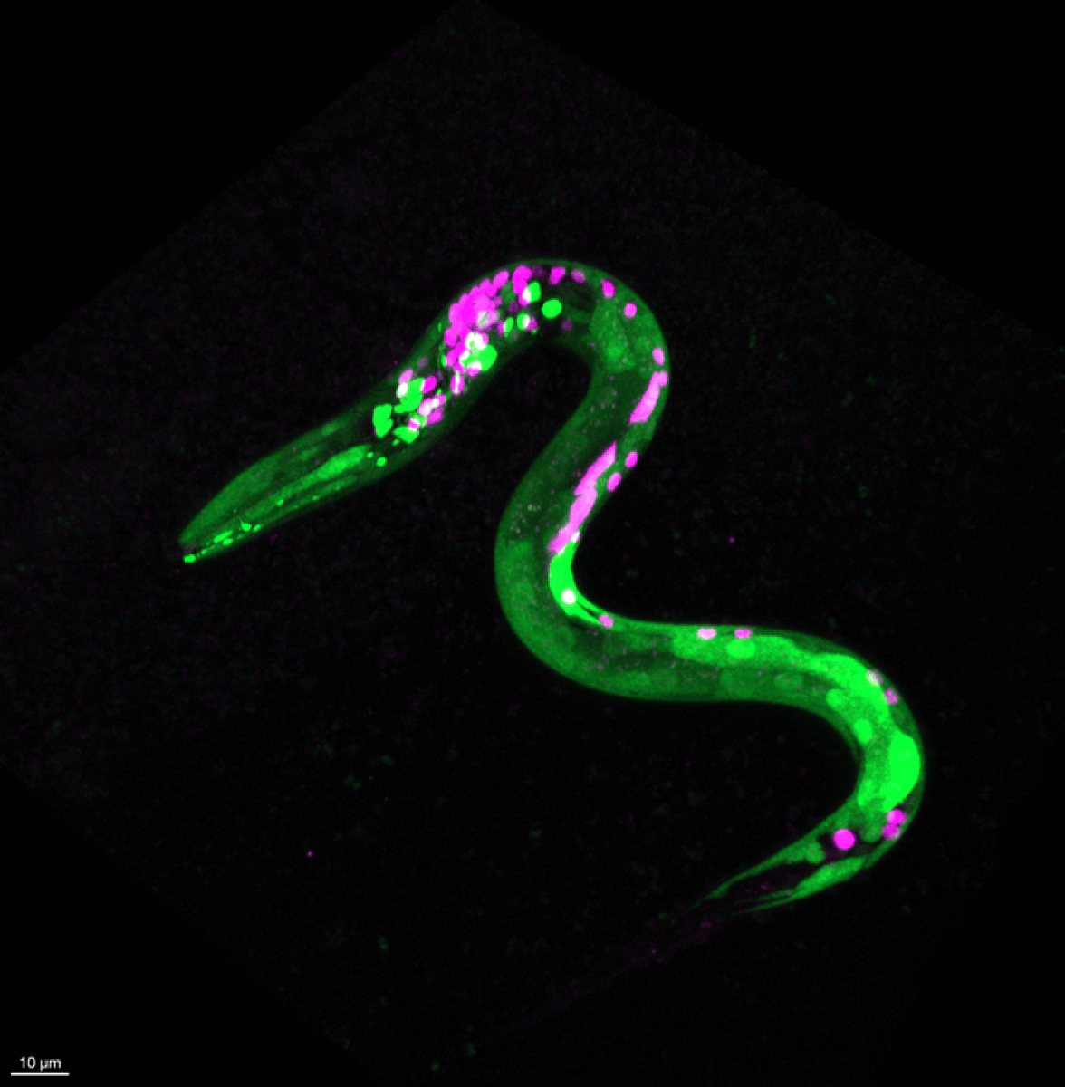 worm marijuana