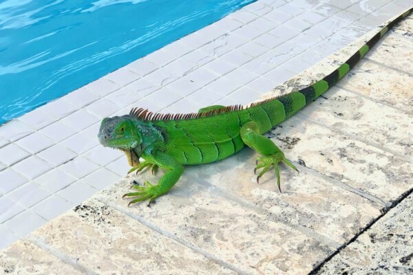 iguana by a pool
