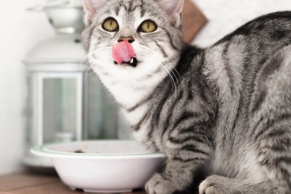 silver tabby cat in white ceramic bowl