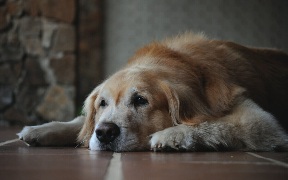 dog lying on the floor