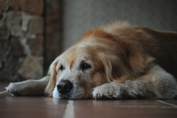 dog lying on the floor