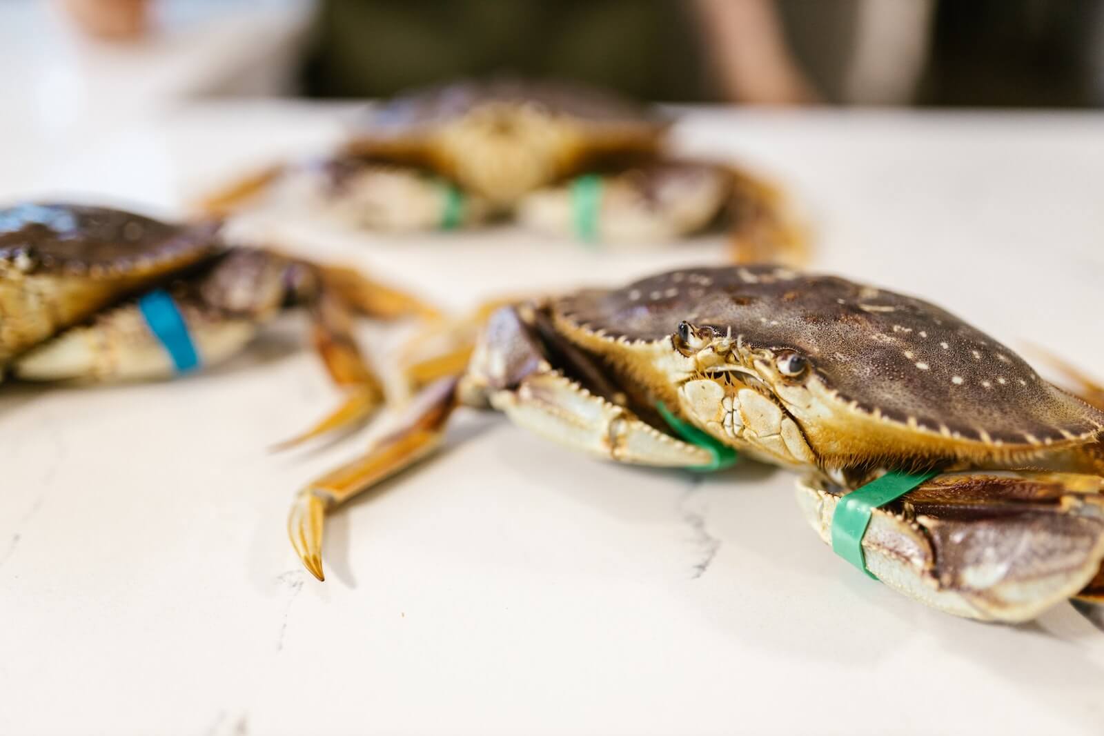 Dungeness crabs