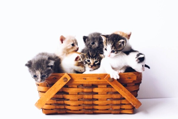 Kittens in a basket