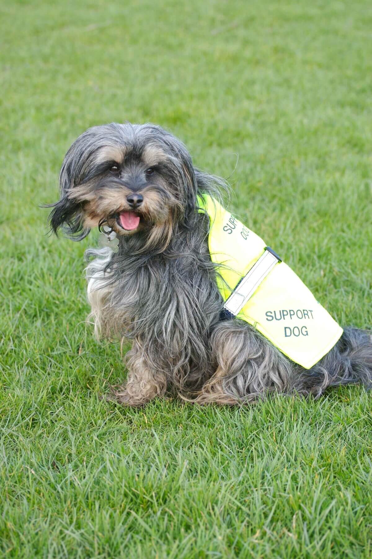 support dog