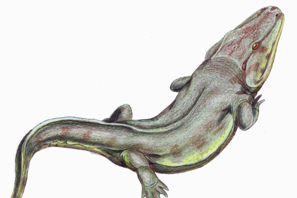 rendering of giant crocodile-like frog, fossil uncovered in South Africa