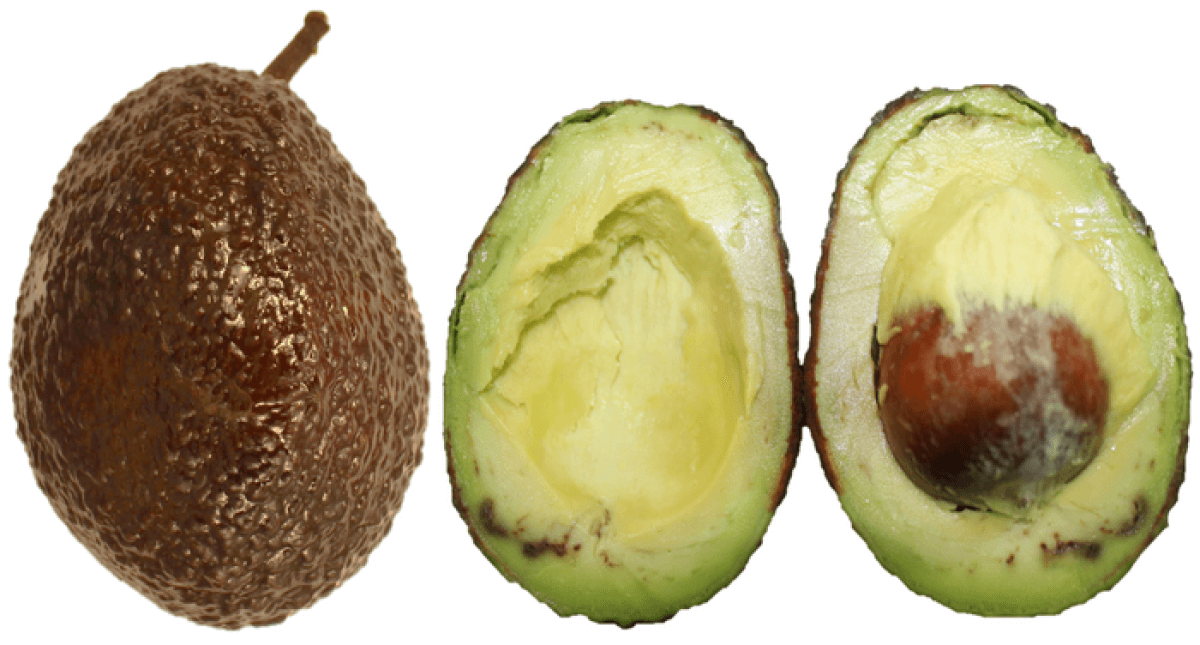 Avocado storage coating