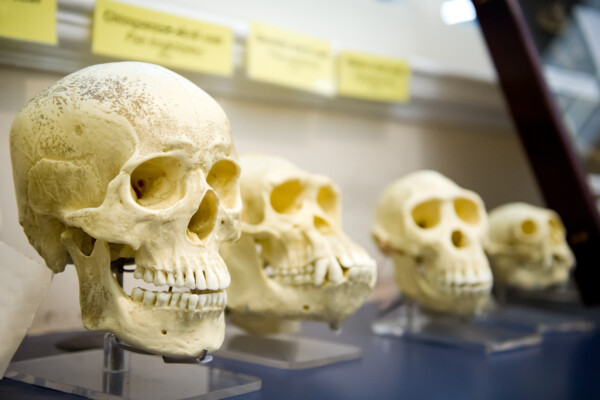 Four skulls in a raw showing humans evolution.