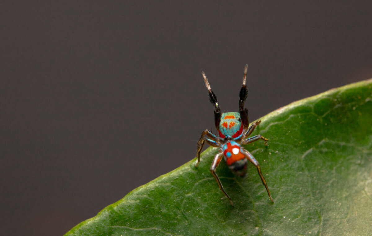Plant Ant Spider