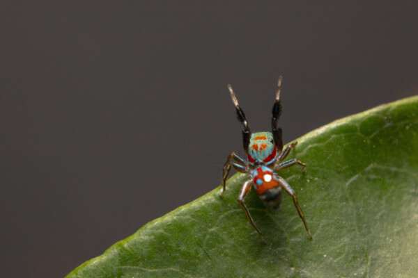 red green while spider mimicks ant