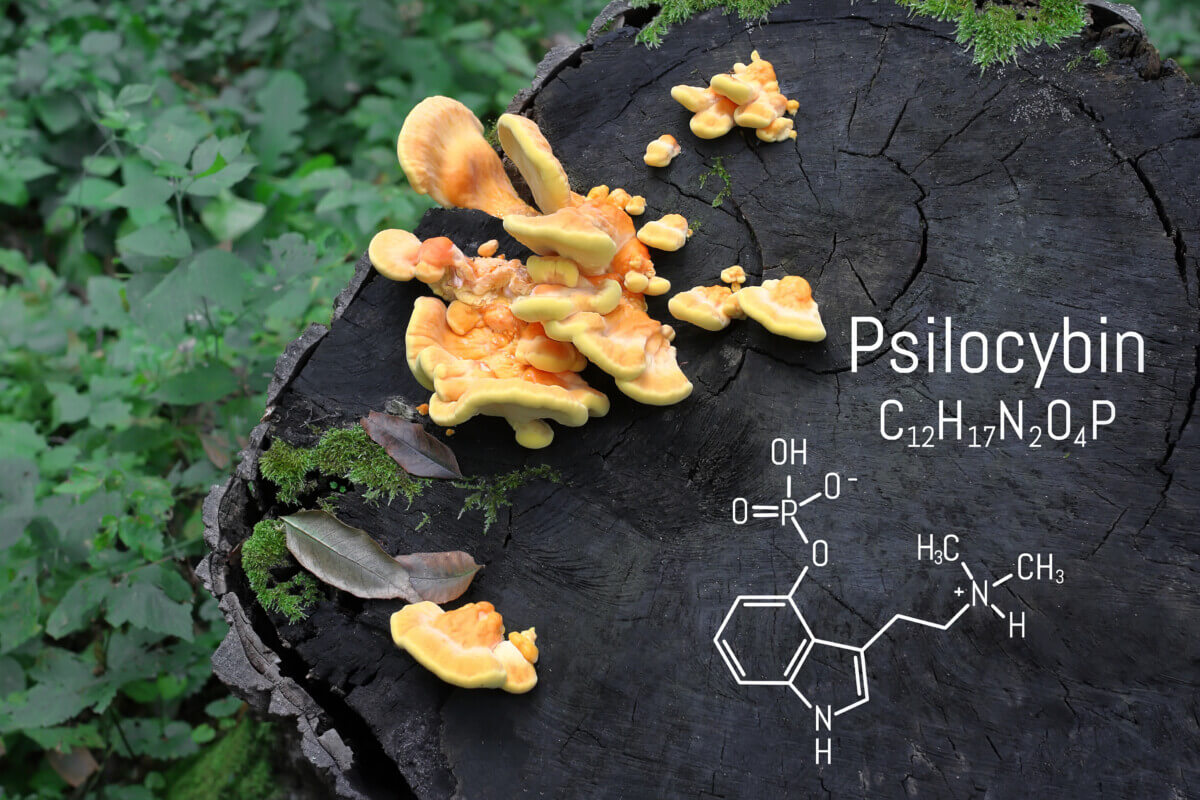 Chemical formula of psilocybin on a blackboard mushroom, close u