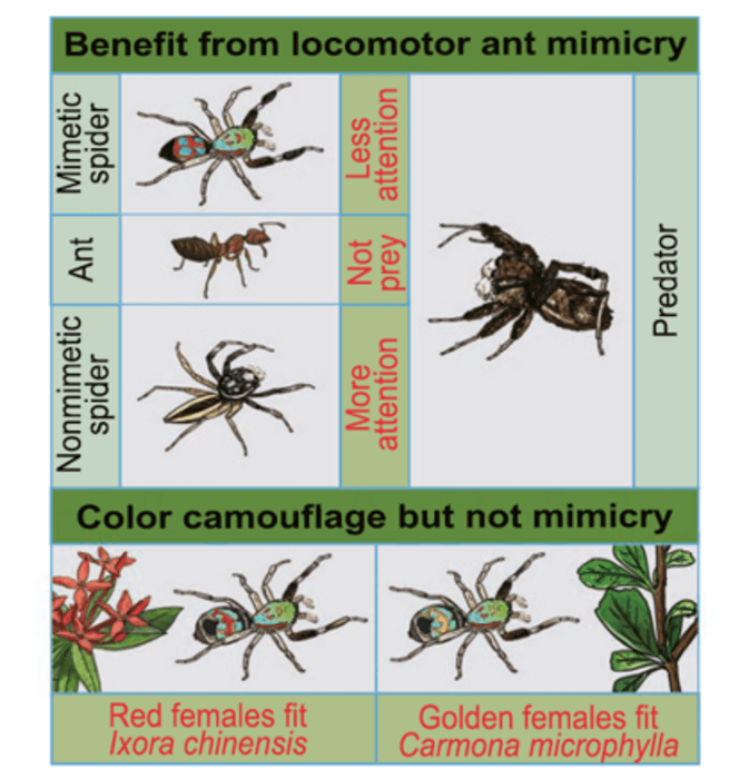abstract graphic with different spiders explains movement
