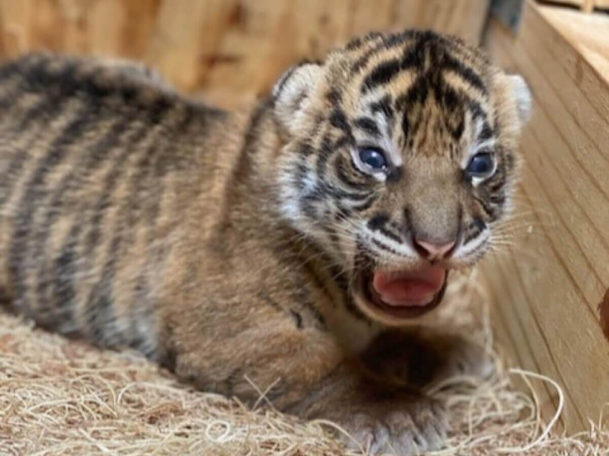tiger cub