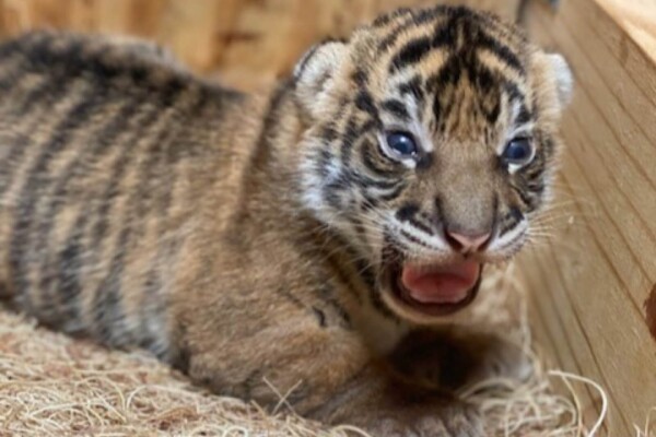 Unnamed tiger cub at Memphis Zoo