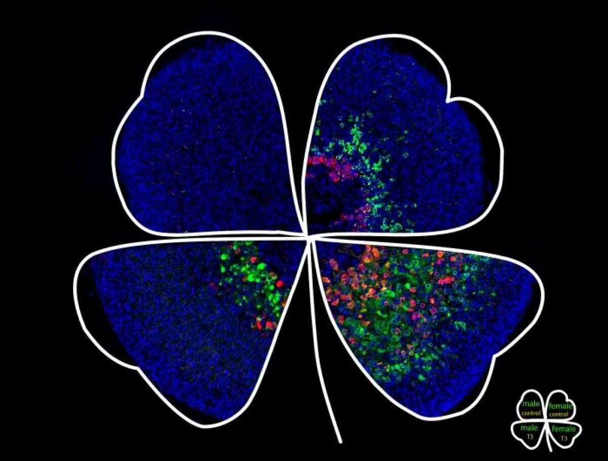 The adrenal gland inner cortex