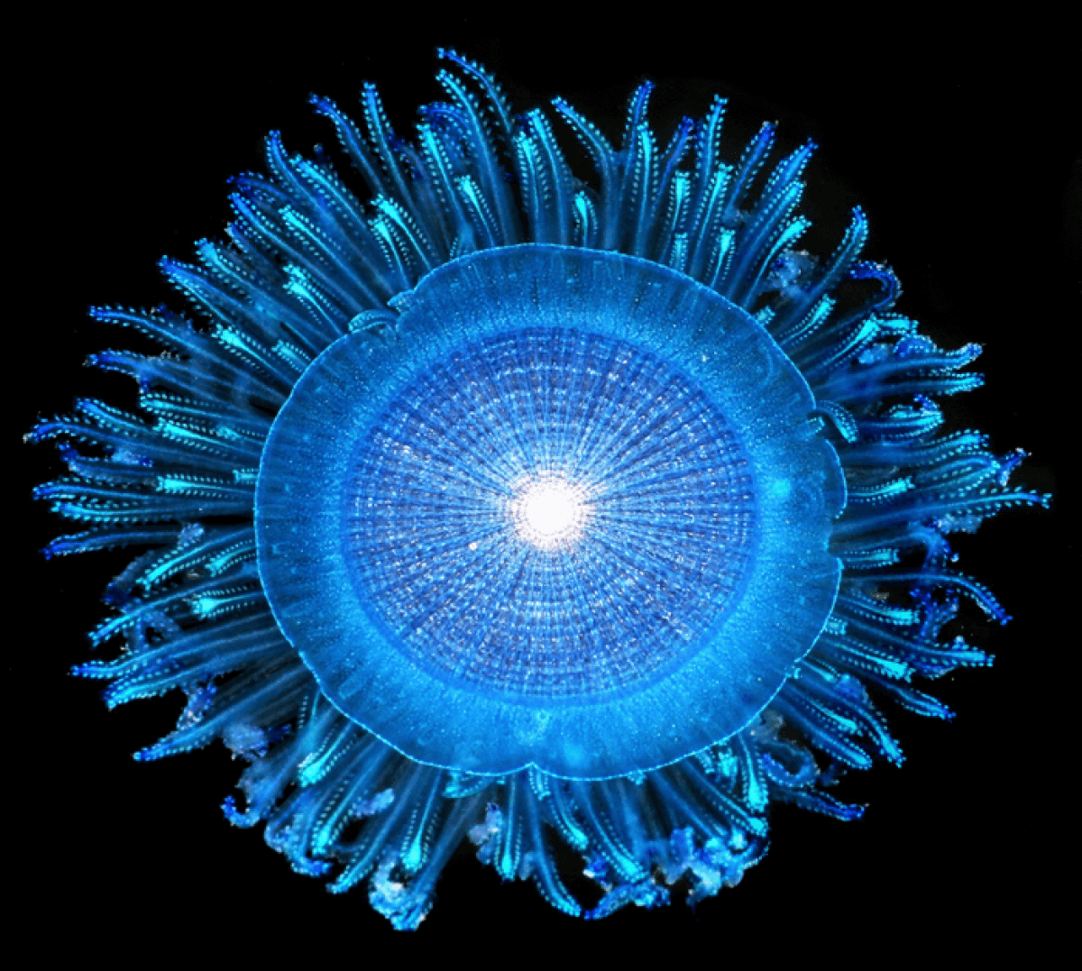 blue button jelly