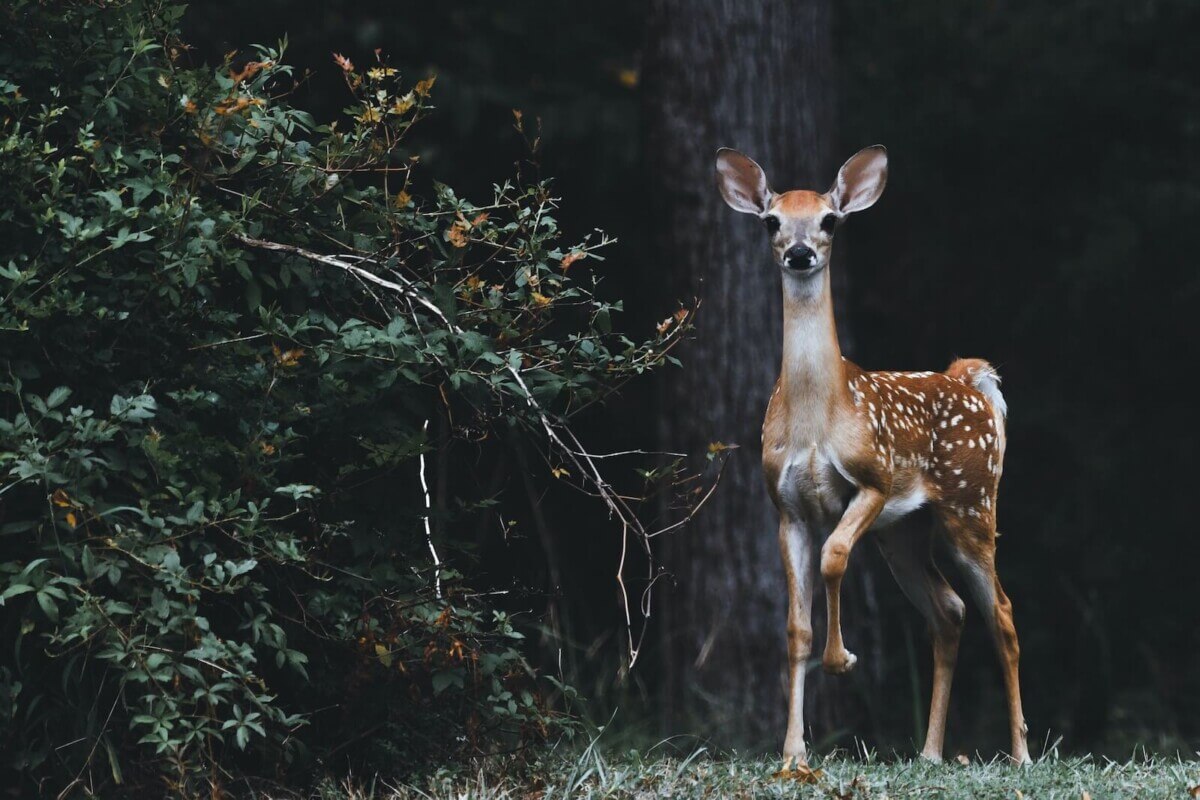 Young deer in the wild.