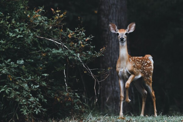 Young deer in the wild.