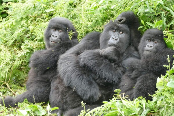 Three gorillas in a field