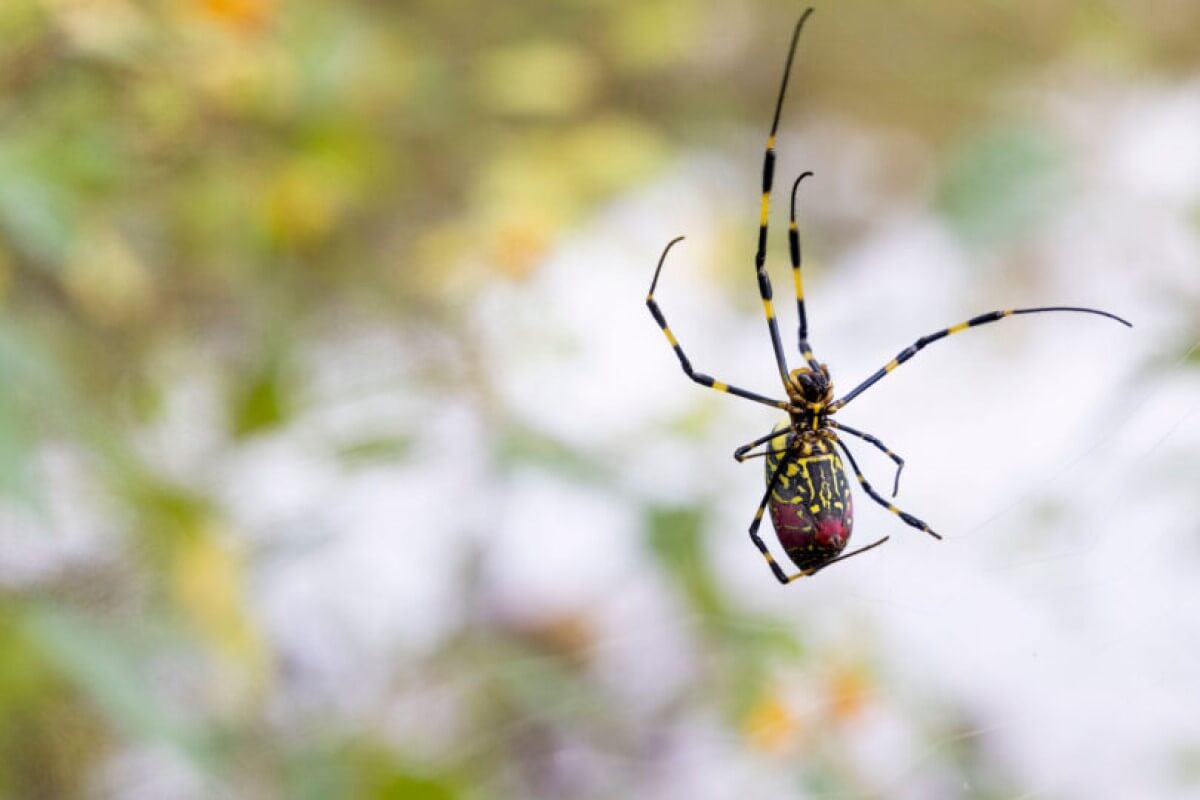 joro spider