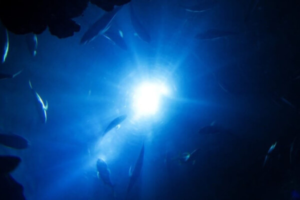 Ocean with several fish swimming