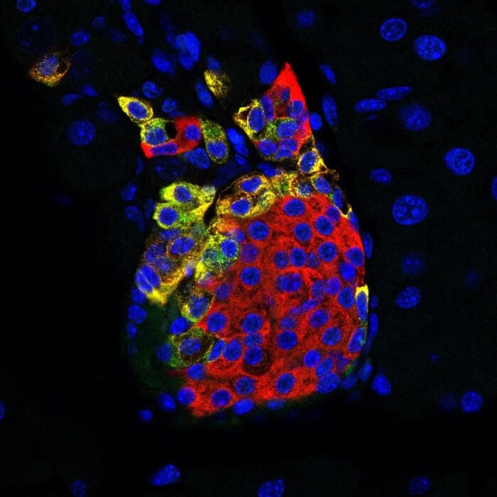 pancreatic islet