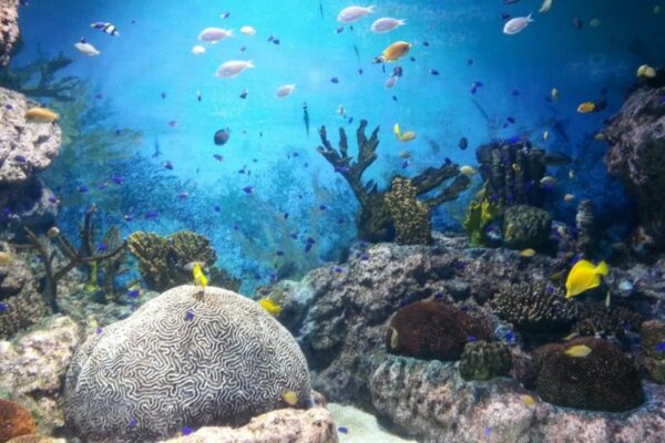 school of fish in water