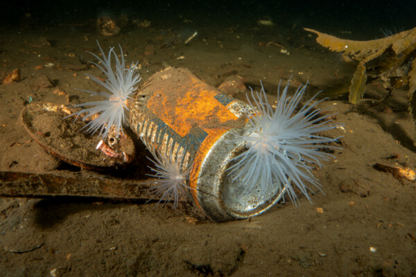 photos show sea creatures making homes out of litter