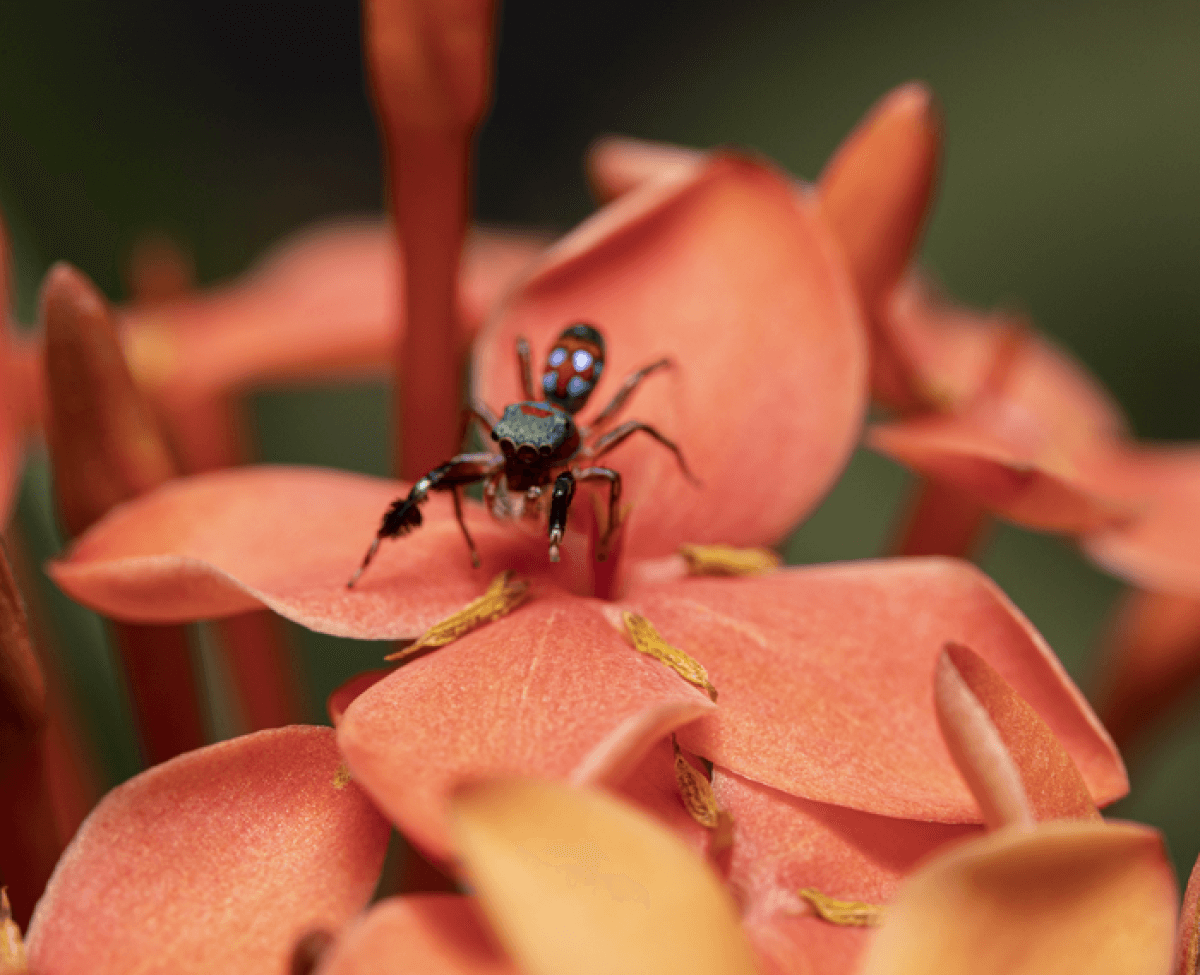 Siler collingwoodi, an ant-mimicking spider