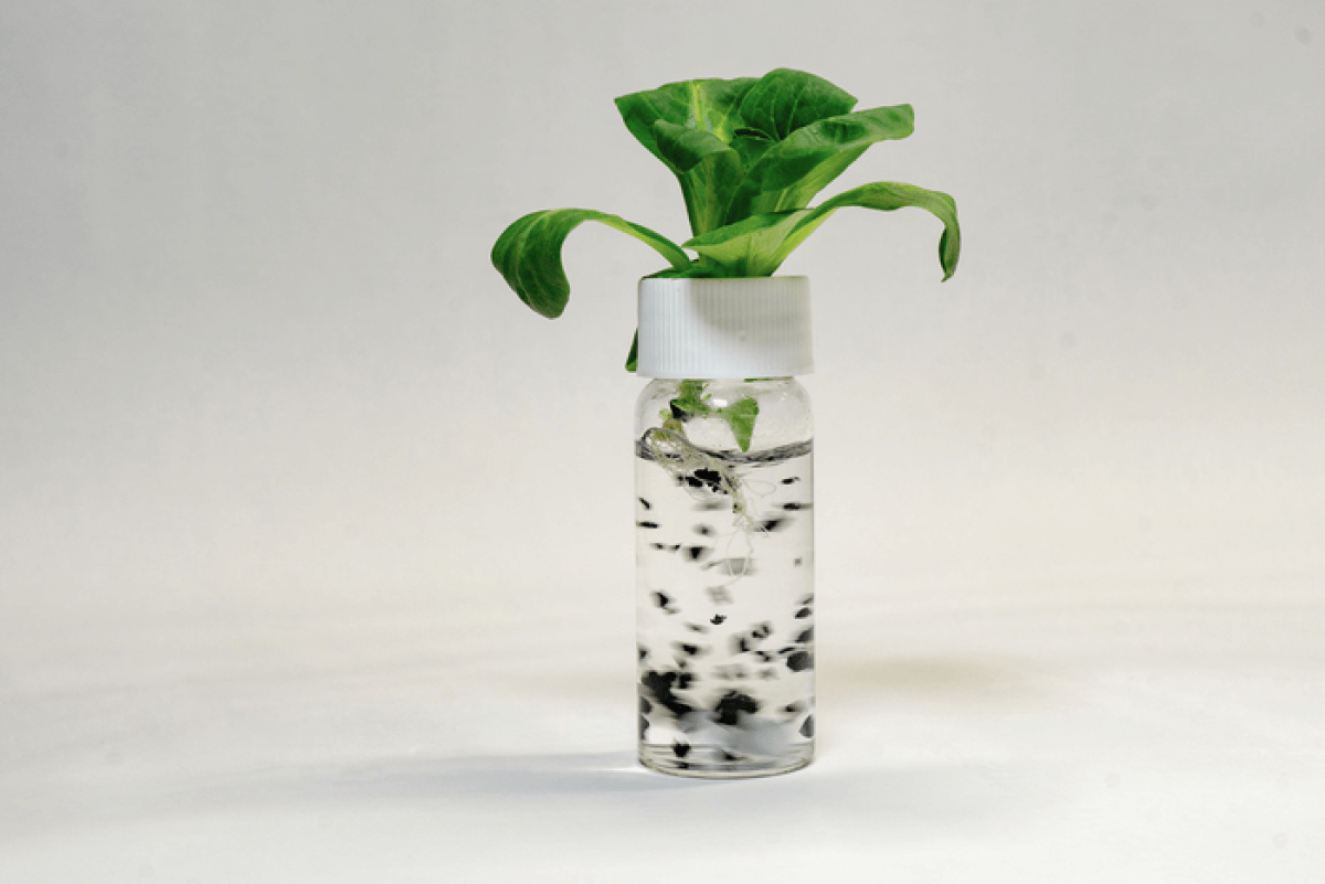 Lettuce plants take up chemicals that are released by tire abrasion