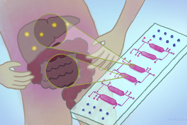 Artist rendering of a body showing the liver and the small intestine.
