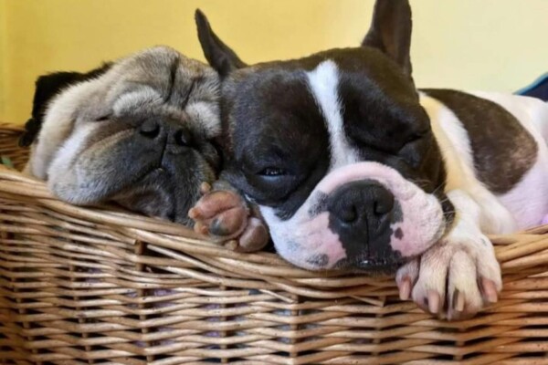 Rescue French bulldog and pug snoozing in basket