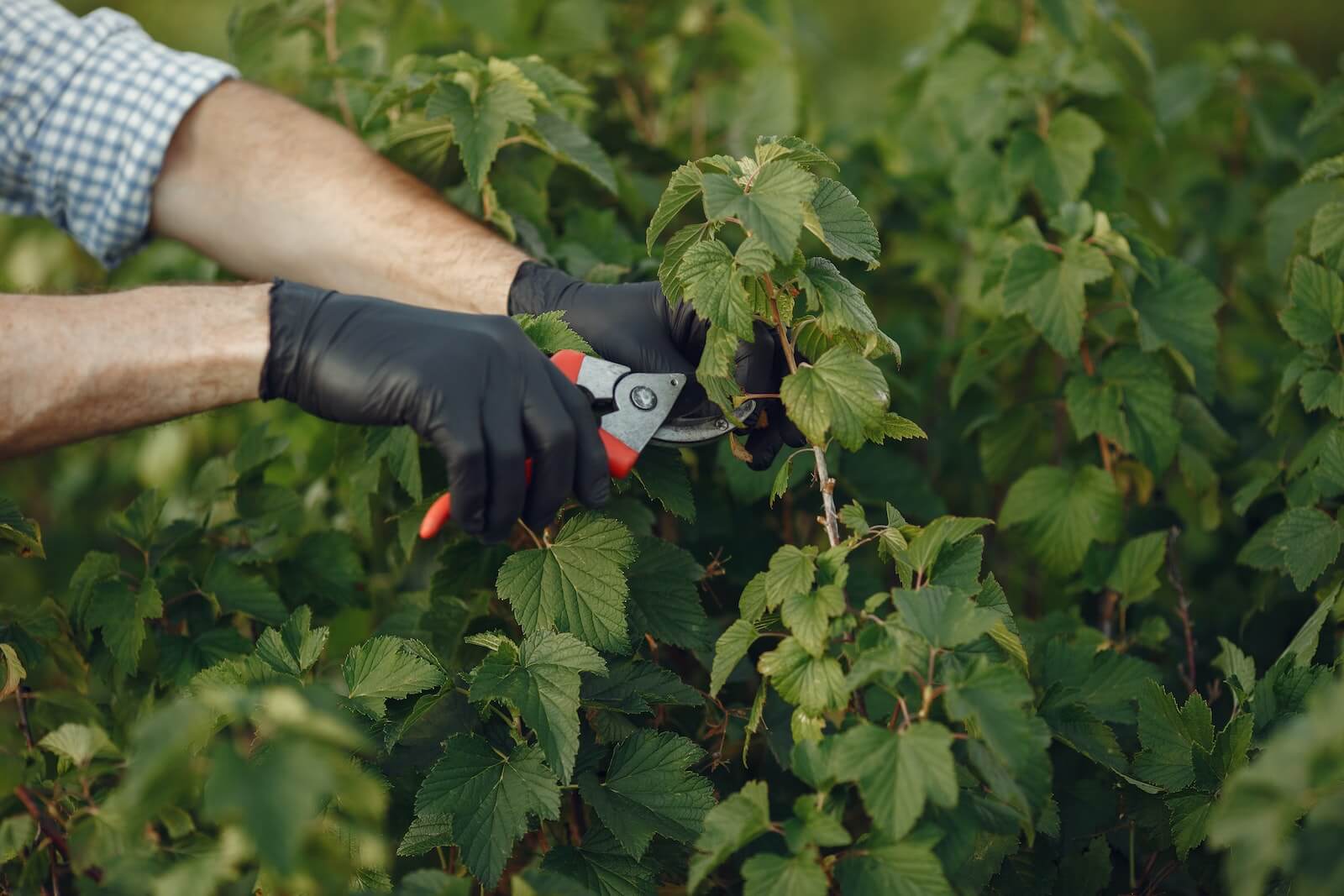 Someone trimming a plant with pruning shears
