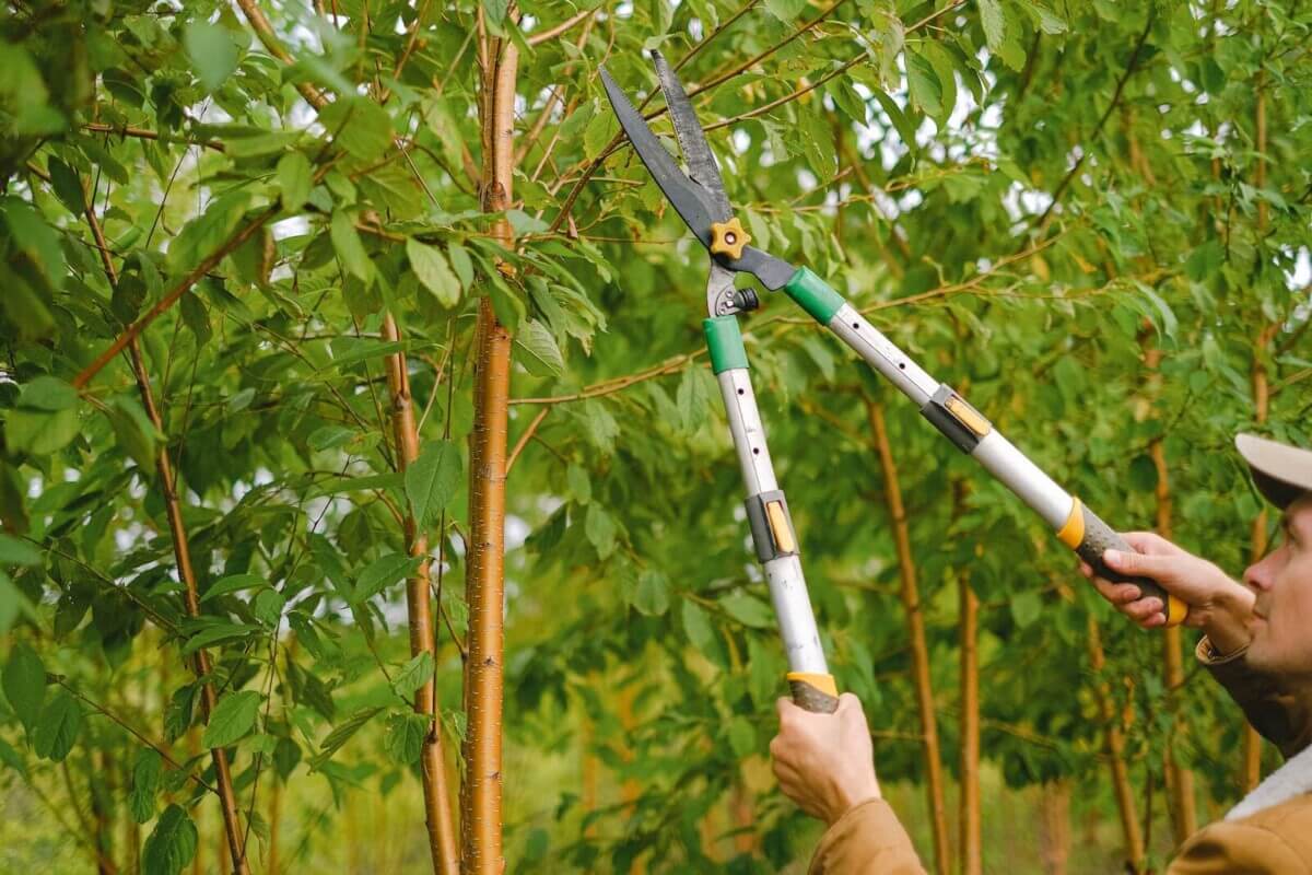 Someone trimming a tree