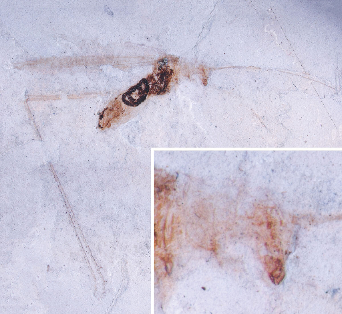 Two views of the fossil insect include the right lateral view, top, and a closeup of the head and pronotum, a hard plate that covers the insect’s thorax. 