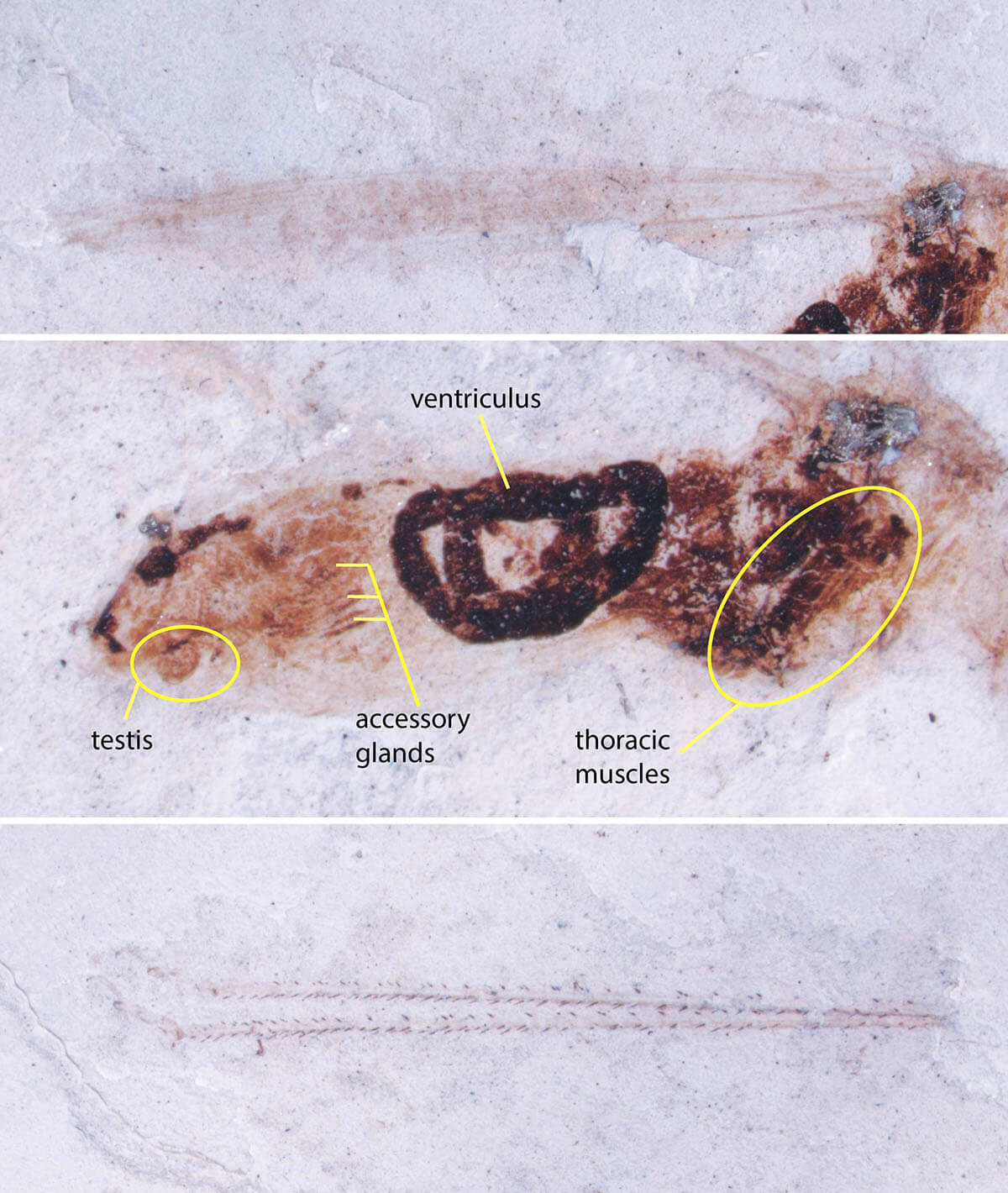 Three views of the fossil insect include impressions of its wings, top; internal structures, middle; and parts of the rear legs, bottom. 