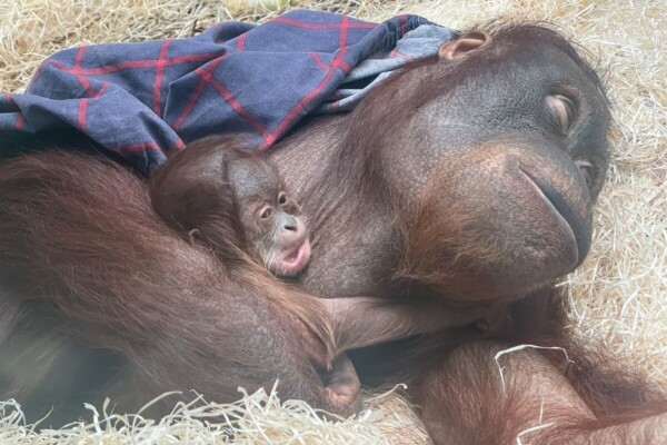 mother orangutan covered in blue shawl, lying on beige grass, cradles her newborn baby