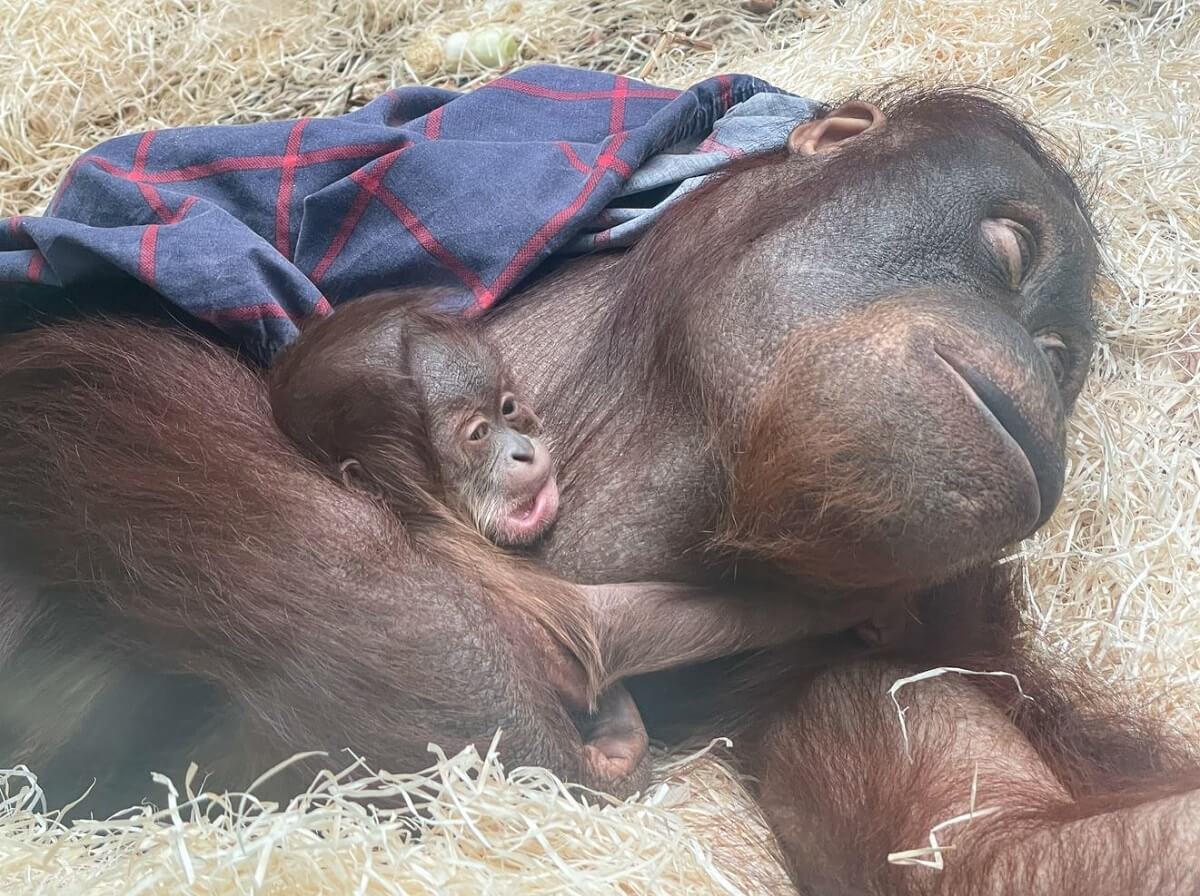 orangutans