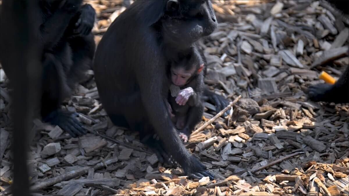 Chester monkey