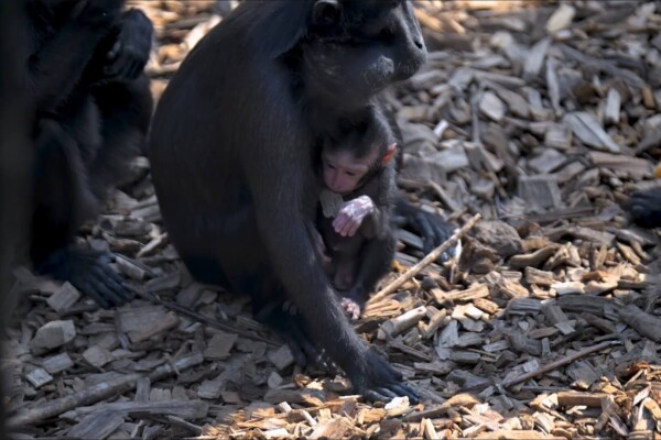 A tiny Sulawesi Crested Macaque monkey at Chester Zoo