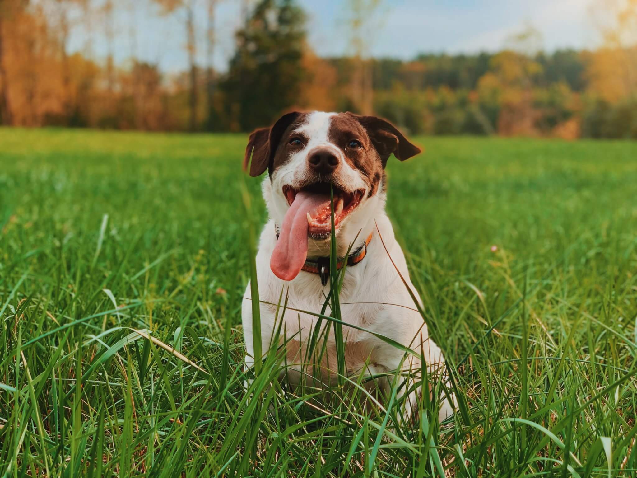 Cute dog with long tongue playing in the grass