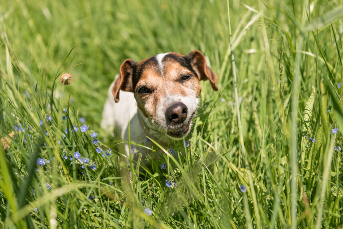 Small cute Jack Russell Terrier dog is eating grass in a meadow.