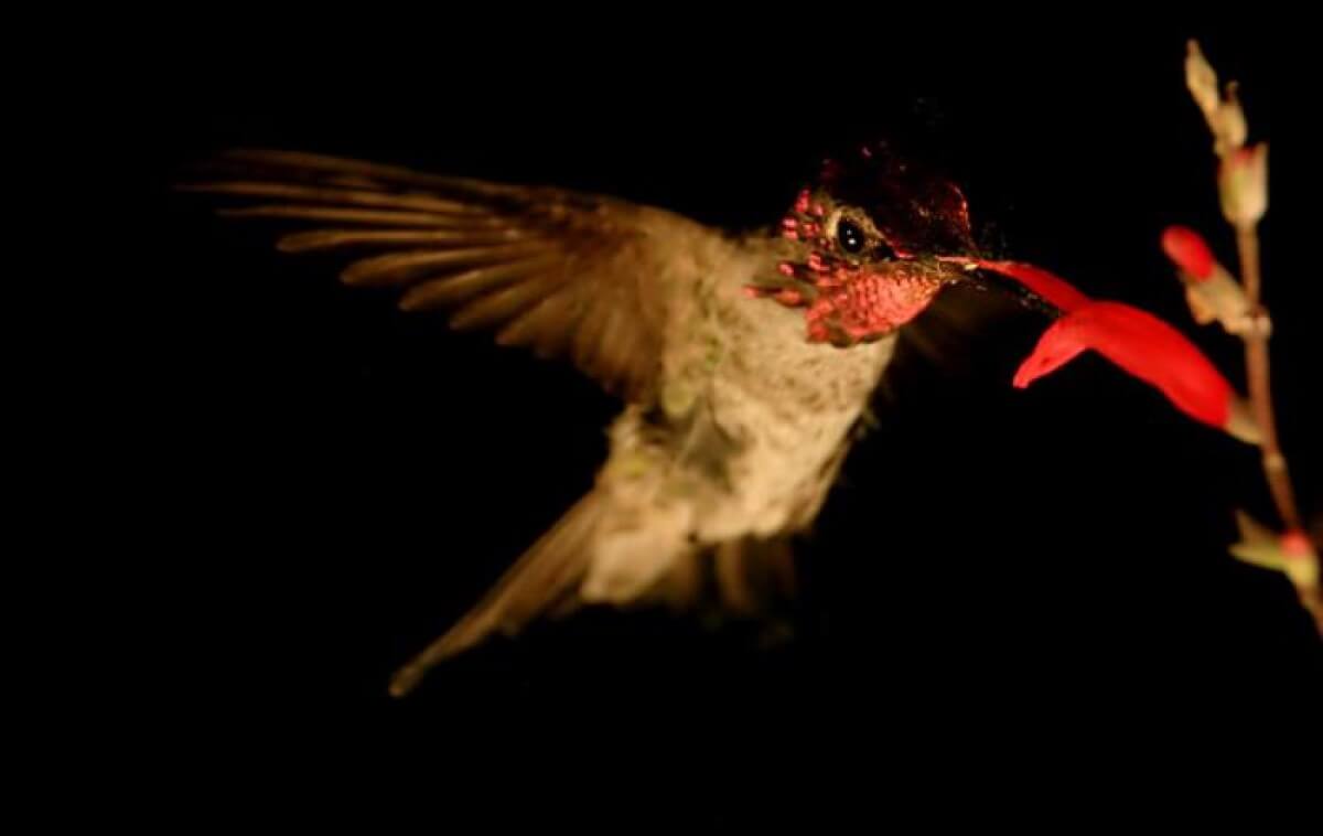 Hummingbird feeding