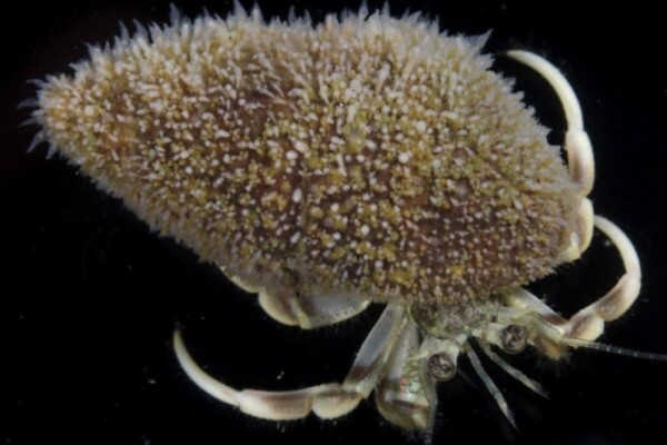 Hydractinia symbiolongicarpus