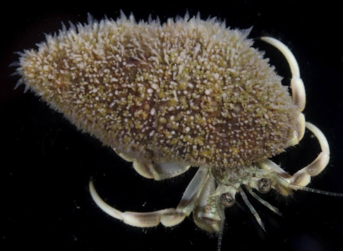 Hydractinia symbiolongicarpus